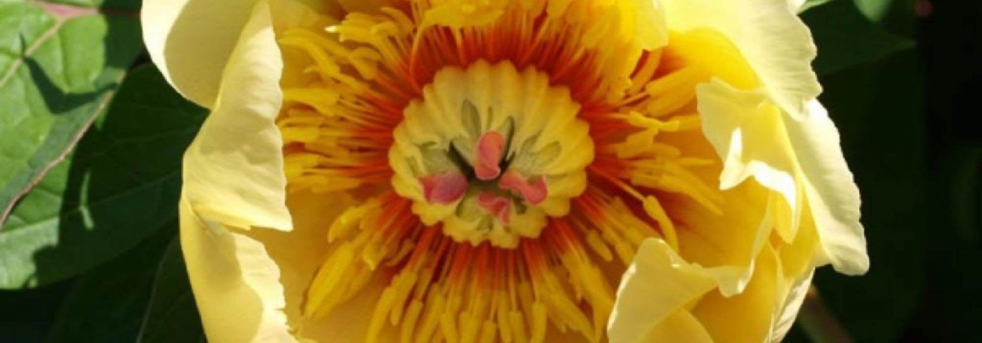 7 Peonías enanas para Bordillos o Pequeños jardines