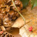 Las mejores plantas de interior para decorar tu casa en Navidad