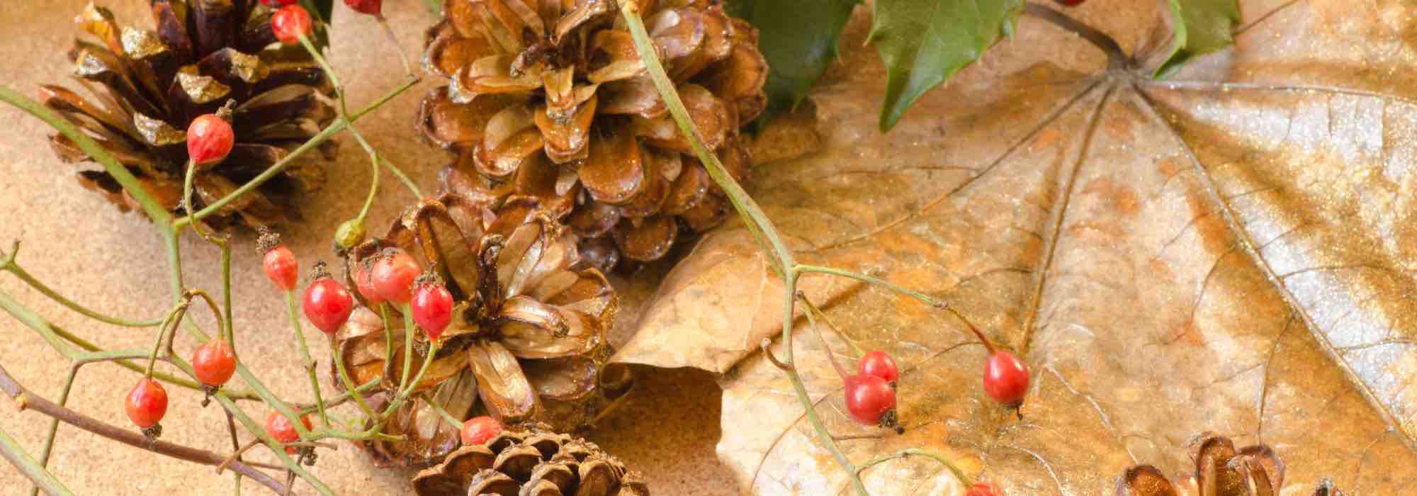 Las mejores plantas de interior para decorar tu casa en Navidad