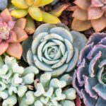 Cultivar las plantas suculentas en interior: nuestros consejos