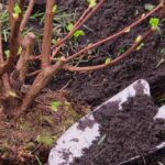 ¿Cuál es la mejor temporada para plantar los arbustos?