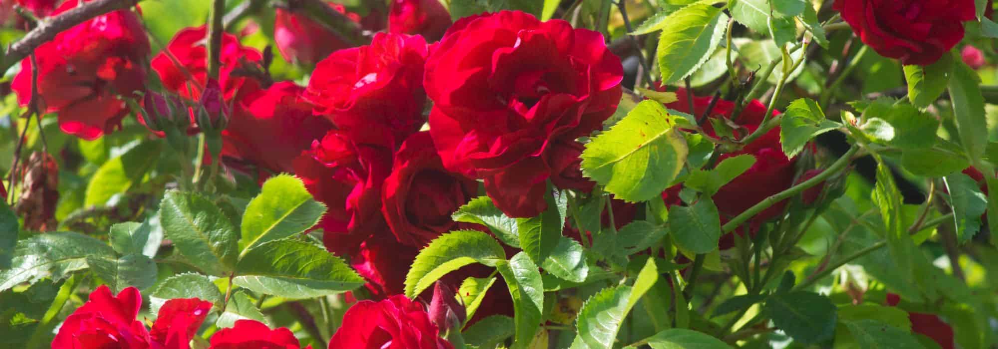 ¿Por qué mi rosal no florece?