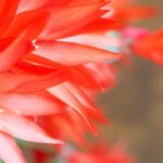 ¿Por qué mi cactus de Navidad no florece?