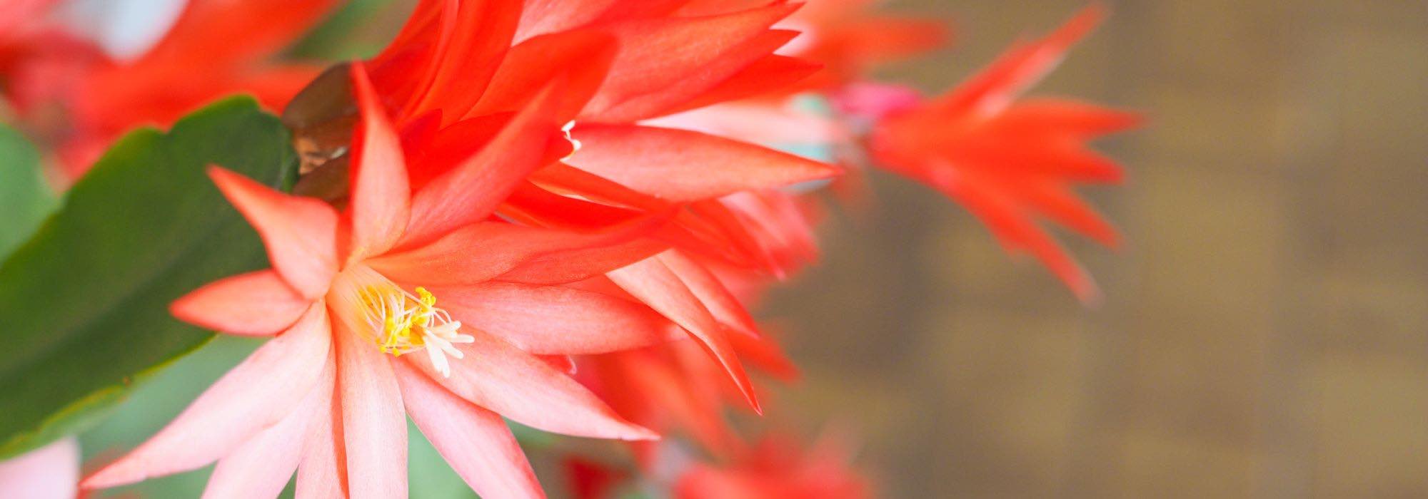 ¿Por qué mi cactus de Navidad no florece?