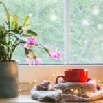 Cultivar el cactus de Navidad