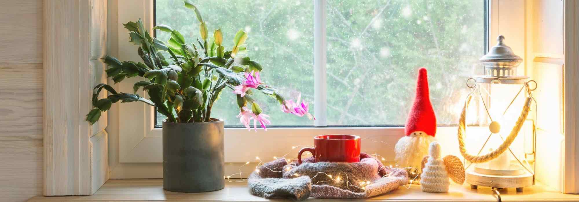 Cultivar el cactus de Navidad