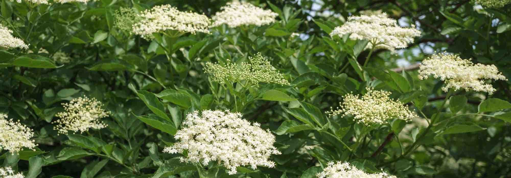 5 arbustos baratos para tener un jardín precioso con poco presupuesto