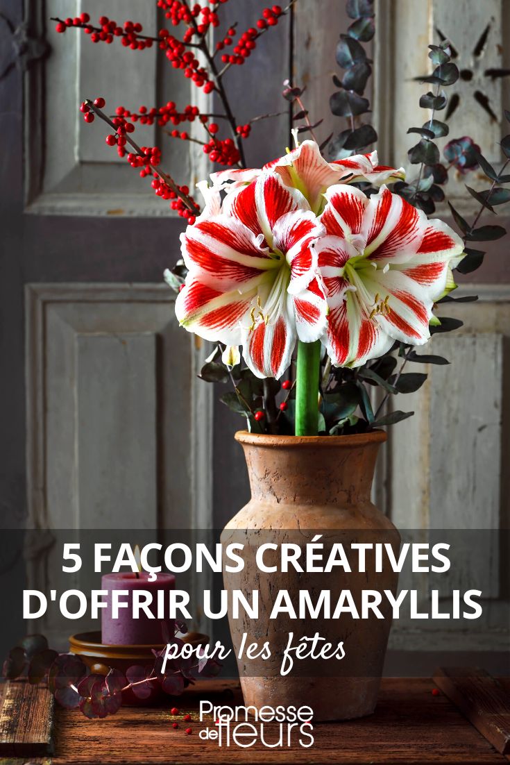 Amaryllis: 5 hermosas formas de regalarla en las fiestas