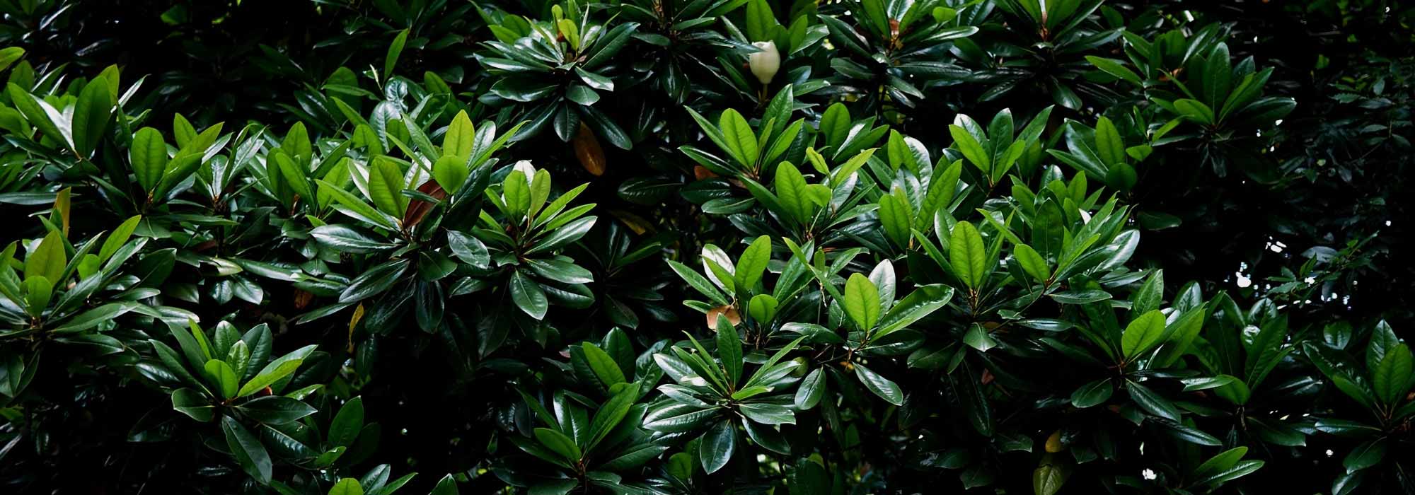 7 árboles de follaje perenne