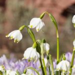 7 bonitas ideas para asociar las nivéoles