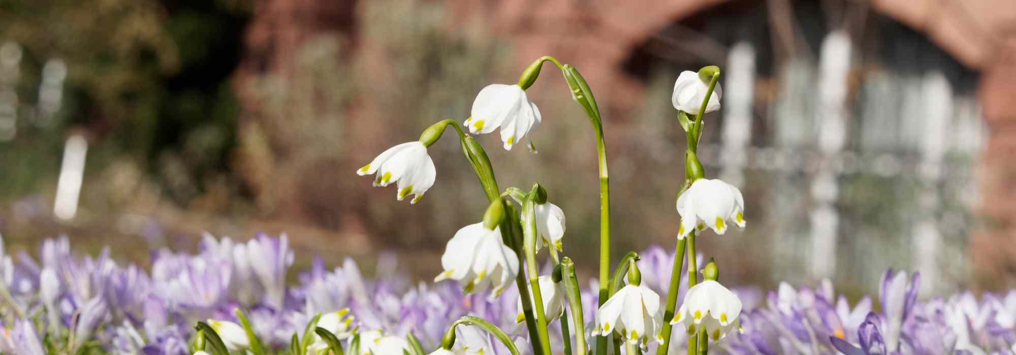 7 bonitas ideas para asociar las nivéoles