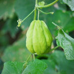 ¿Cómo cosechar y conservar las chayoteras?