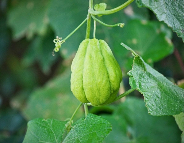 ¿Cómo cosechar y conservar las chayoteras?