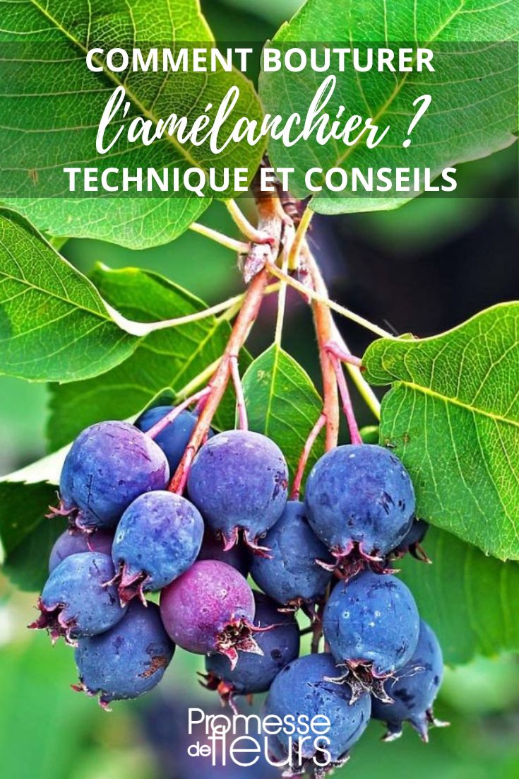 multiplicar el amelanchier