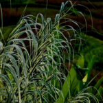 ¿Cómo deshacerse de la Caña comun de Provence invasora?