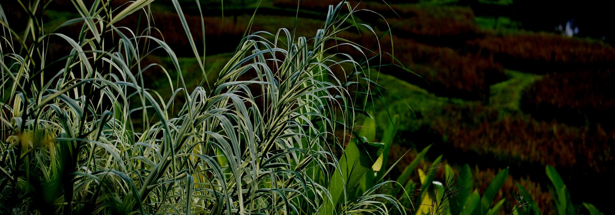 ¿Cómo deshacerse de la Caña comun de Provence invasora?
