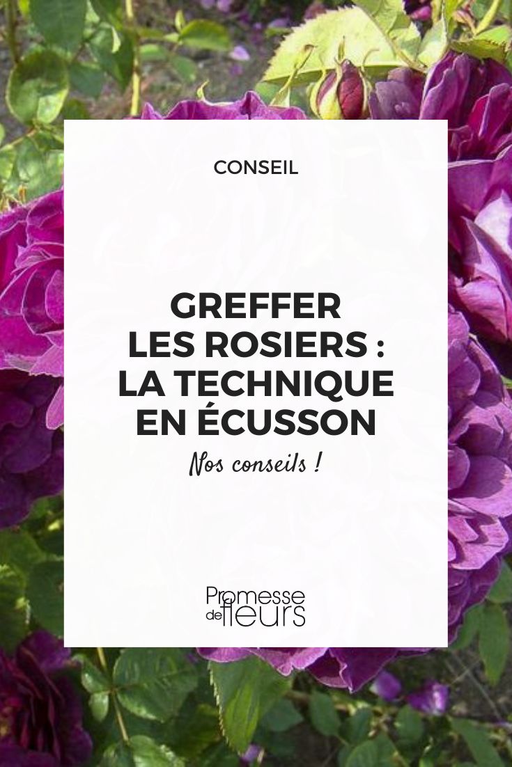 rosal estrella púrpura