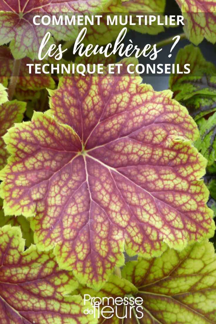 Heuchera Red Lightning