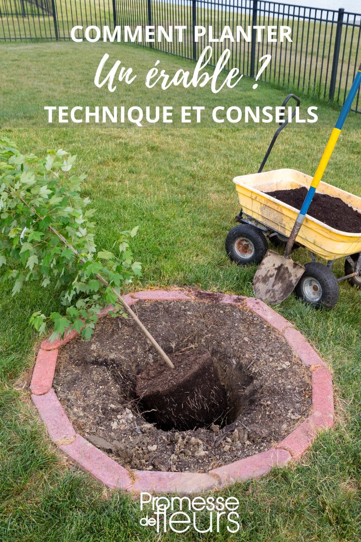 plantación de arce acer