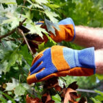 Poda del arce: los pasos a seguir