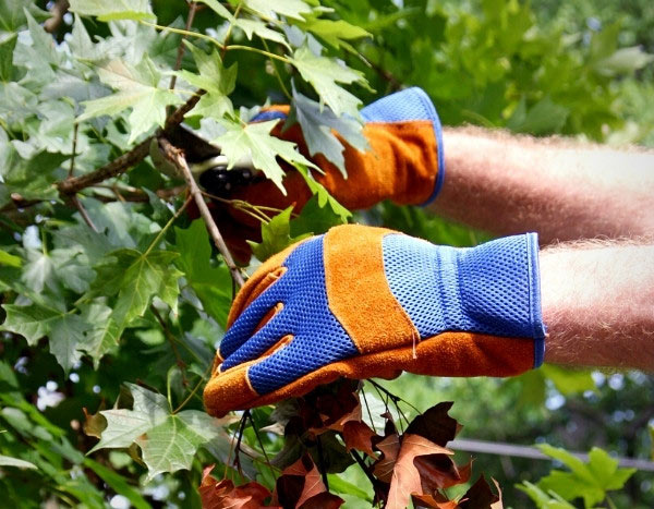 Poda del arce: los pasos a seguir