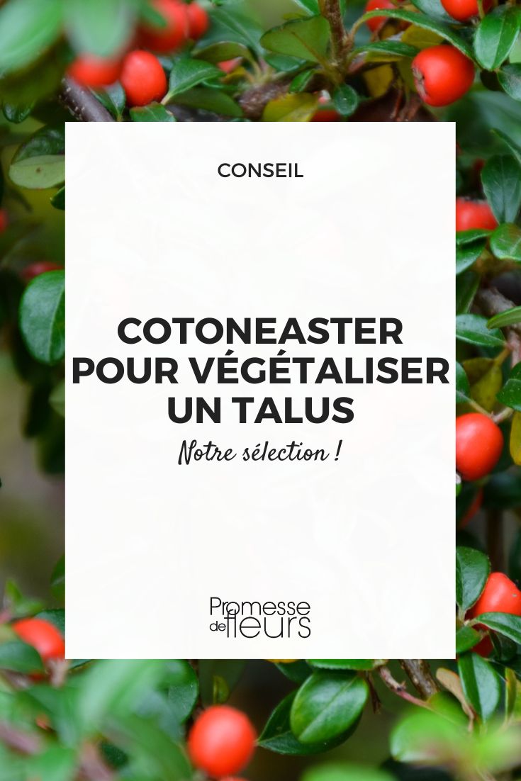 elegir un Cotoneaster