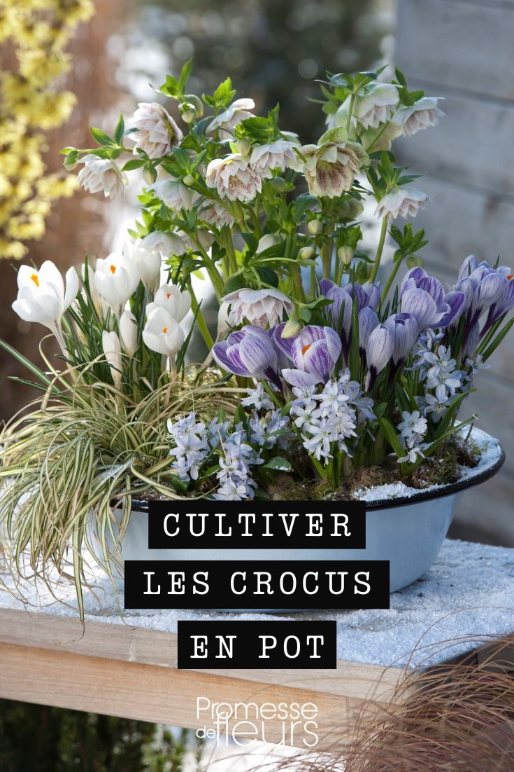 composición de crocus y eléboro