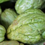 El cultivo de la christophine o chayota