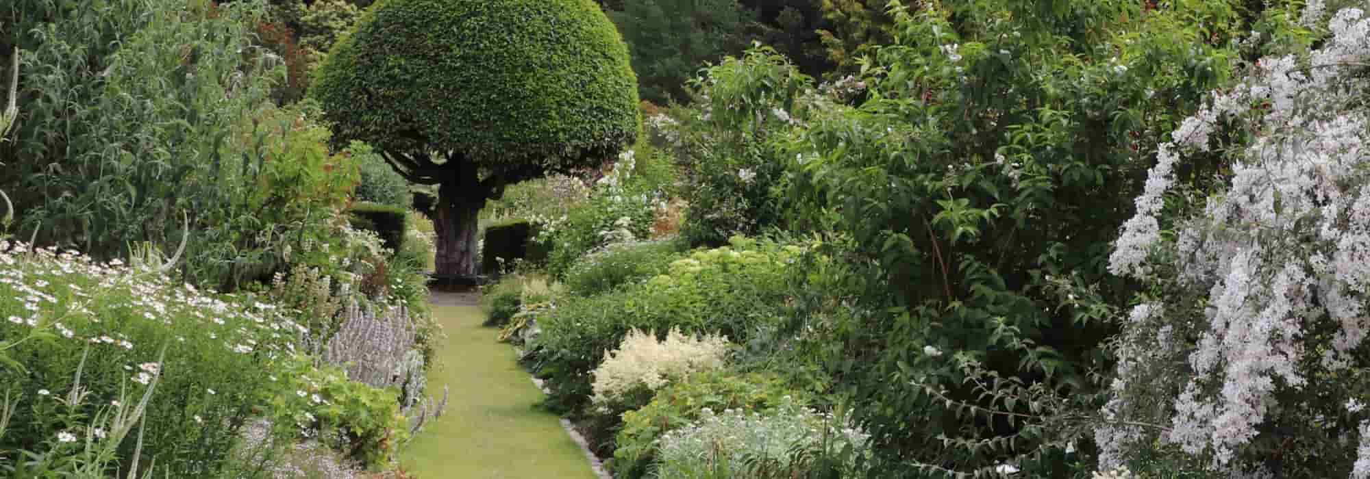 Plantas autóctonas, cultivar, nativar: ¿en qué se diferencian?