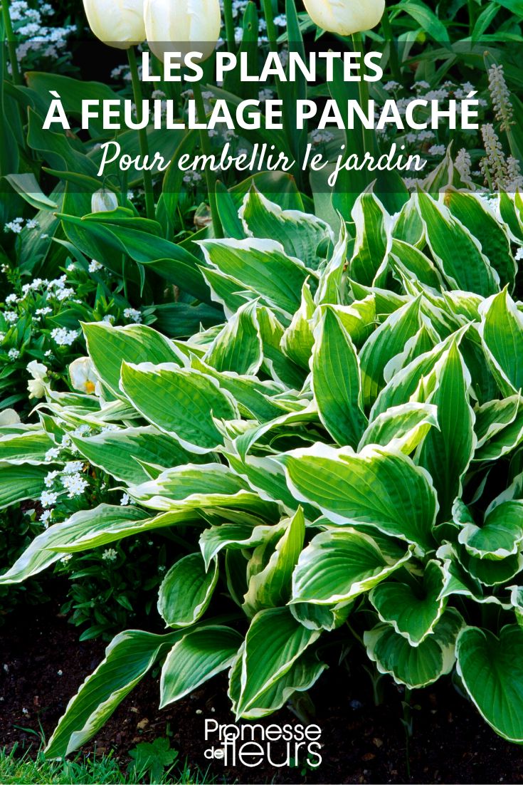 hosta variegada