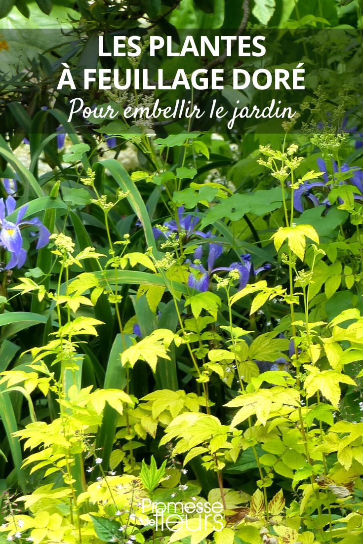 Filipendula ulmaria (traducción al español: Reina de los prados)