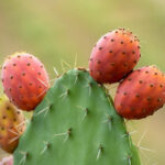 ¿Cómo utilizar las higos de Chumbera en la cocina?