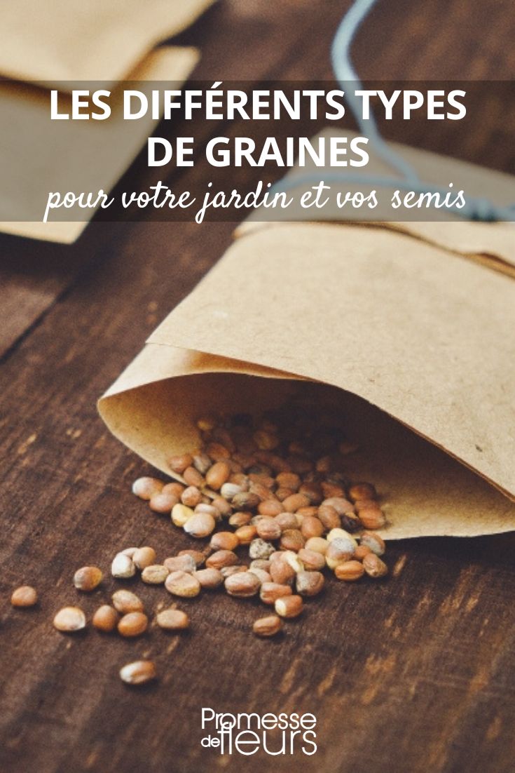 entender las diferentes semillas