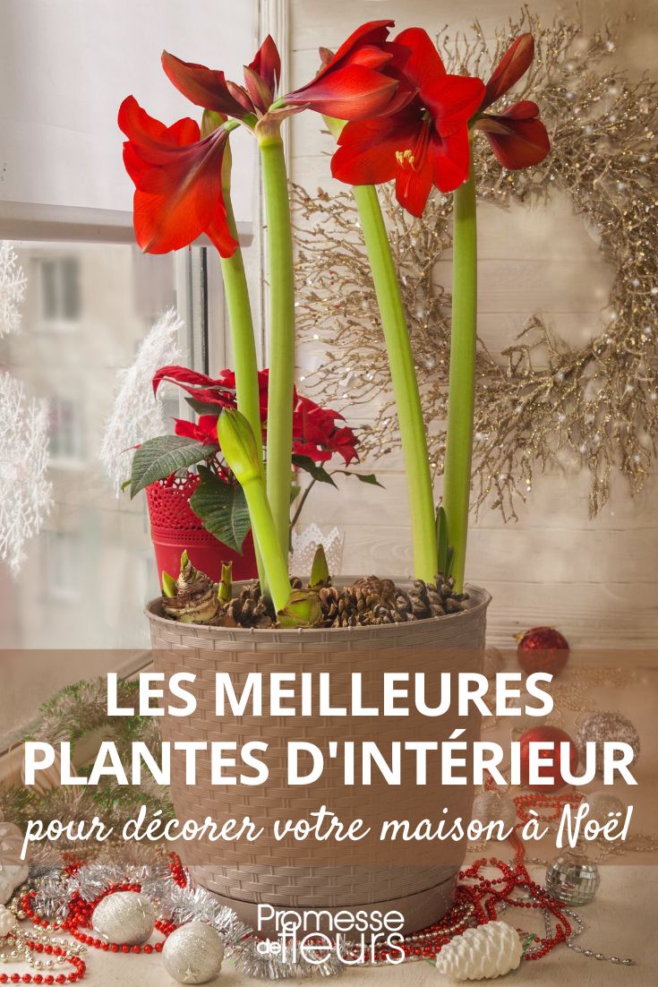 Amaryllis y Poinsettia