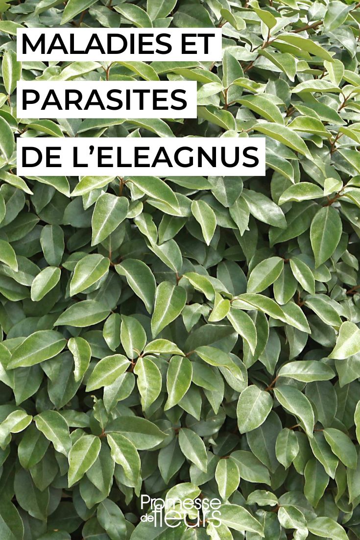 Prevenir y tratar las enfermedades del Eleagnus