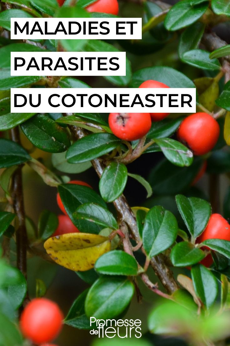 cotoneaster enfermo