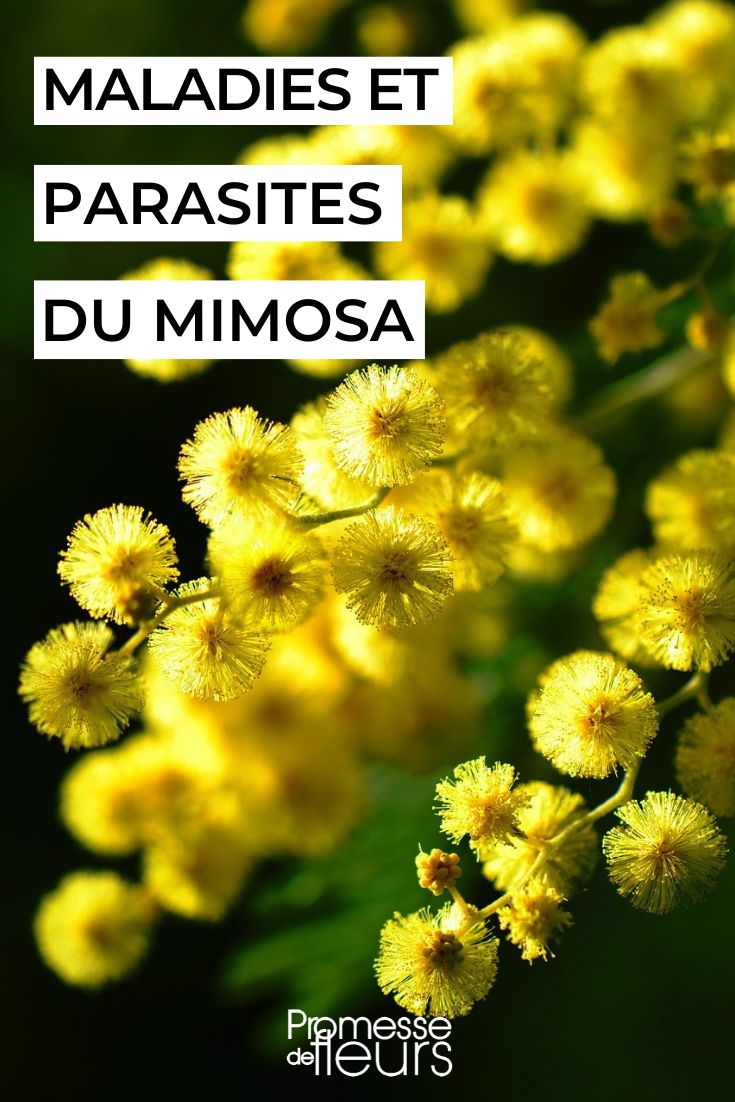 # Mimosa enfermo

## Síntomas de un mimosa enfermo

Si tu mimosa presenta alguno de estos signos, podría estar enfermo:

- Hojas amarillentas o que se caen
- Ramas secas o quebradizas
- Falta de floración
- Presencia de plagas visibles (pulgones, cochinillas)
- Manchas en las hojas

## Causas comunes

Las principales causas de enfermedad en los mimosas incluyen:

1. **Exceso de agua**: Los mimosas no toleran suelos encharcados
2. **Falta de luz solar**: Necesitan pleno sol
3. **Temperaturas extremas**: Sensibles a heladas fuertes
4. **Suelo inadecuado**: Prefieren suelos bien drenados y ligeramente ácidos
5. **Plagas**: Pulgones y ácaros son comunes

## Tratamientos recomendados

Para recuperar tu mimosa:

- **Podar** las ramas secas o enfermas
- **Ajustar el riego** (dejar secar entre riegos)
- **Aplicar fungicida** si hay hongos
- **Tratar con insecticida natural** contra plagas
- **Trasplantar** si el suelo no drena bien

## Prevención

Para mantener tu mimosa saludable:

✔ Proteger del frío intenso  
✔ Regar moderadamente  
✔ Abonar en primavera  
✔ Podar ligeramente después de la floración  
✔ Vigilar regularmente plagas  

**Consejo profesional**: Los mimosas son sensibles al estrés. Evita cambios bruscos en sus condiciones de cultivo.
