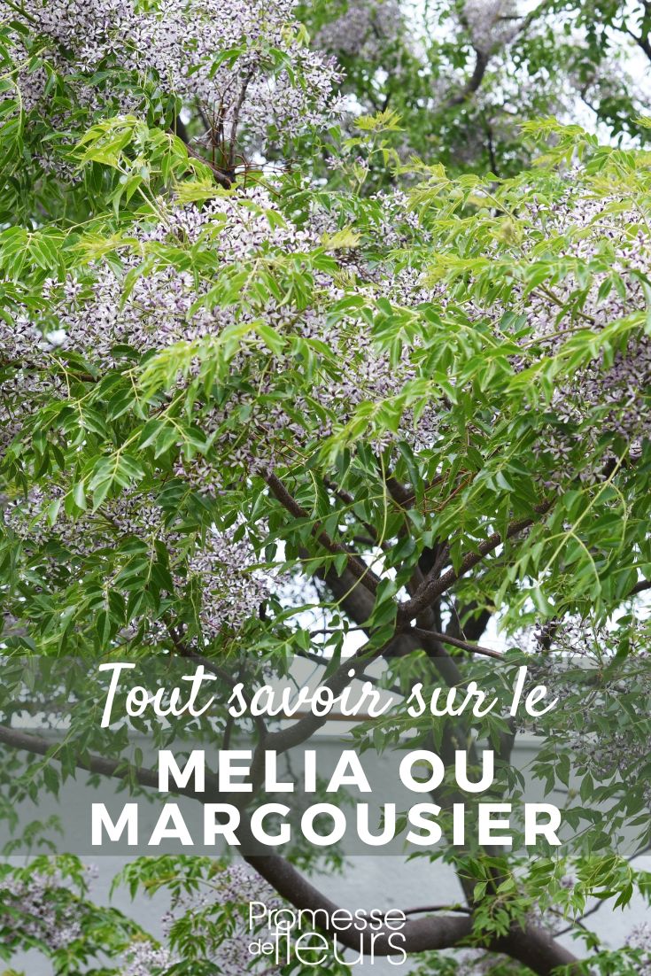 Pinterest Melia manguero