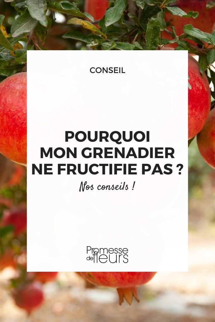 fructificación del granado