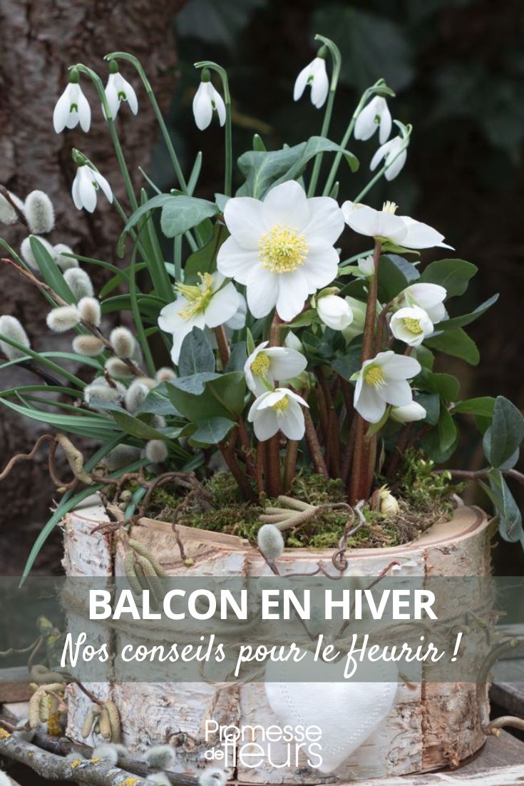 # Nieve y eléboro

## Perce-neige (Galanthus nivalis)
El perce-neige, también conocido como campanilla de invierno, es una de las primeras flores en aparecer al final del invierno. Sus delicadas flores blancas en forma de campana son un verdadero placer para la vista cuando la mayoría de las plantas aún están inactivas.

**Características principales:**
- Altura: 15-20 cm
- Floración: enero-marzo
- Exposición: sombra parcial
- Suelo: fresco y bien drenado

## Eléboro (Helleborus)
El eléboro, comúnmente llamado rosa de Navidad, es otra planta que florece en invierno. Ofrece una amplia gama de colores que van del blanco al rosa, pasando por el púrpura oscuro.

**Variedades populares:**
- Helleborus niger (eléboro negro)
- Helleborus orientalis (eléboro oriental)
- Helleborus argutifolius (eléboro corso)

**Consejos de cultivo:**
- Planta en otoño
- Prefiere suelos ricos en humus
- Tolera bien la sombra
- Riego moderado

Estas dos plantas son perfectas para alegrar tu jardín durante los meses más fríos del año.
