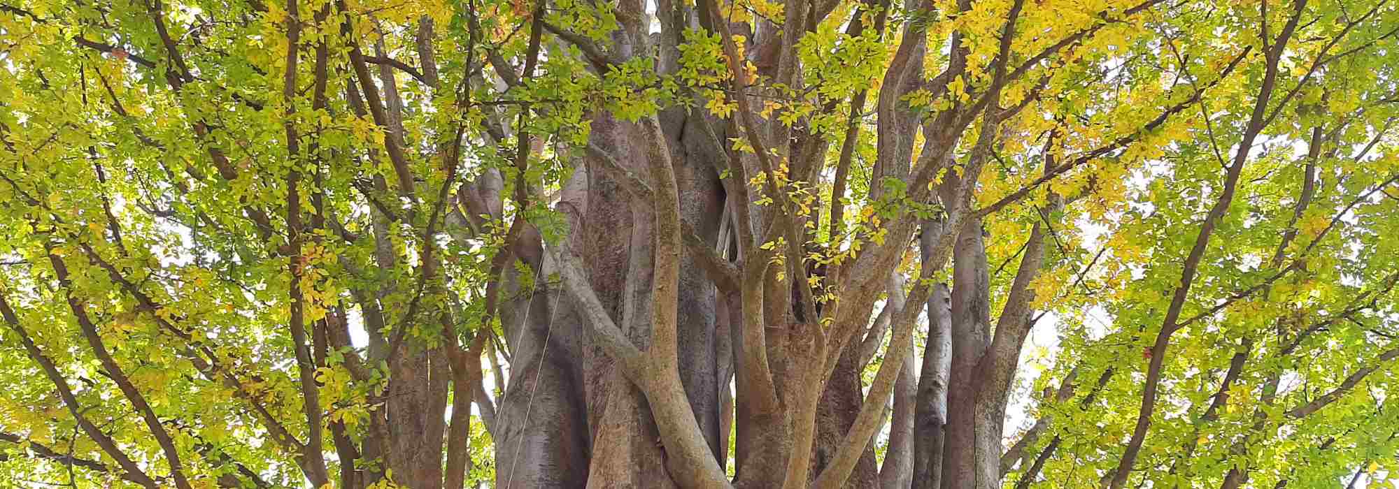 Zelkova - Olmo japonés: cómo plantarlo y cuidarlo