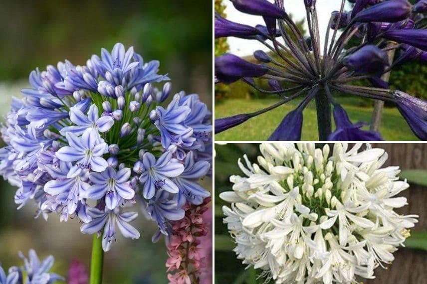 planta indígena, cultivar, nativar... diferencias