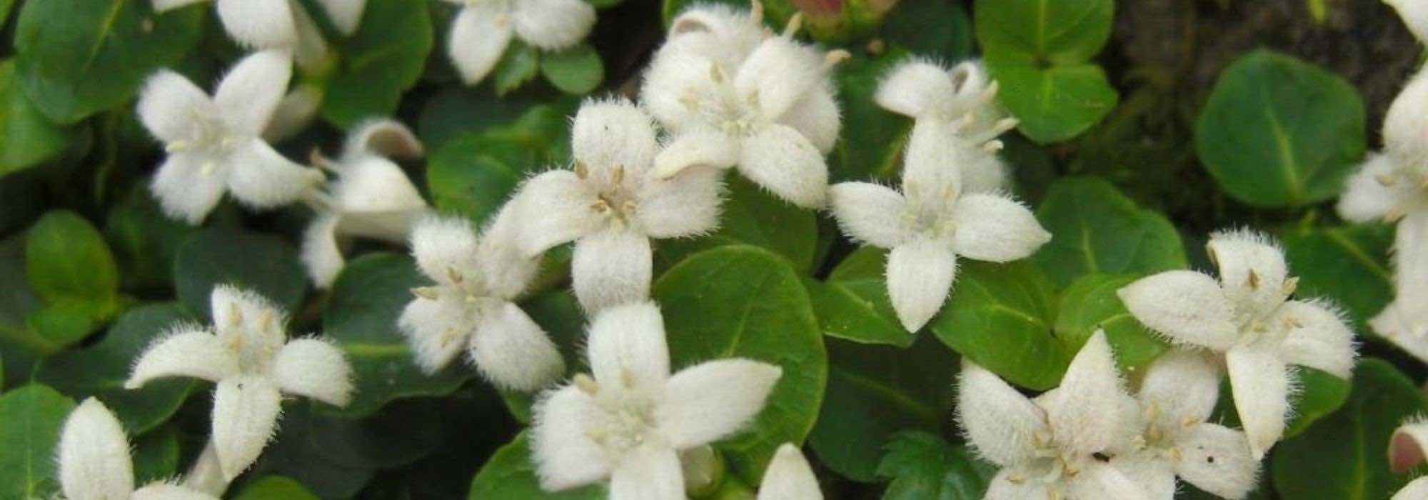 Jardín sin mantenimiento: 5 árboles y arbustos aptos para cualquier clima