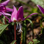Asociar el Erythronium