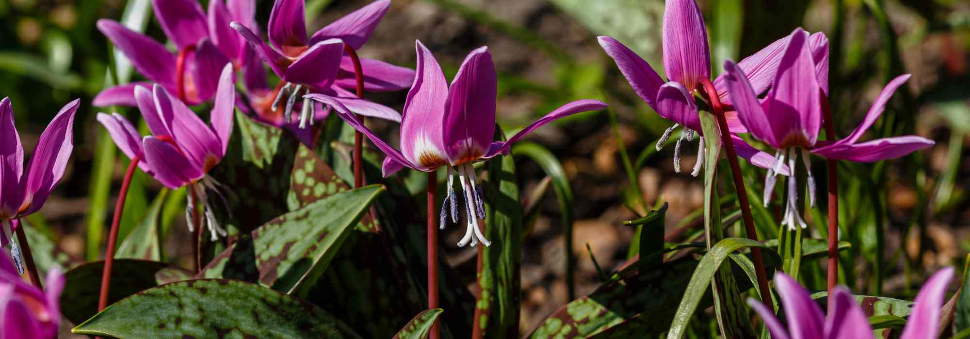 Asociar el Erythronium