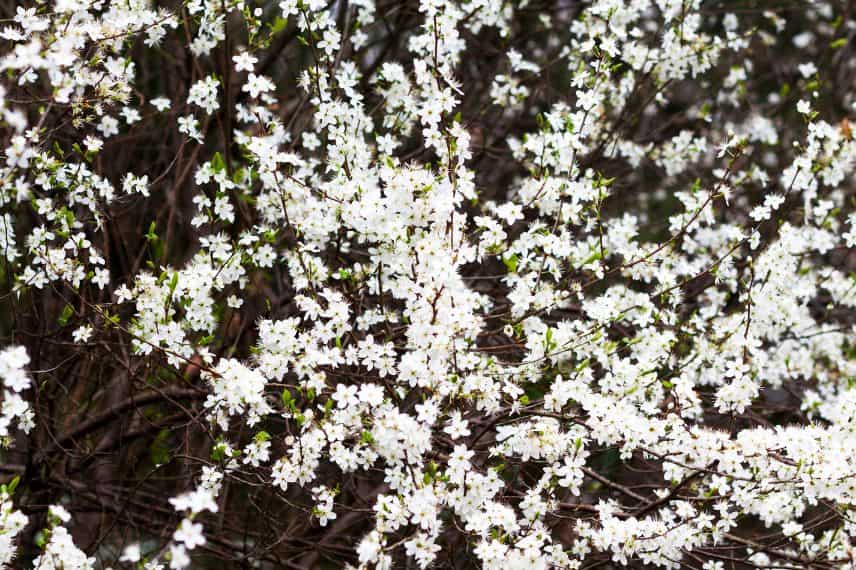 planta indígena, cultivar, nativar...diferencias