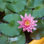 Plantar un nenúfar en una charca pequeña en un balcón o en una terraza