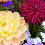 ¡Planta bulbos para hacer tus ramos caseros!