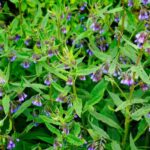 ¿Cómo lograr el cultivo de la consuelda?