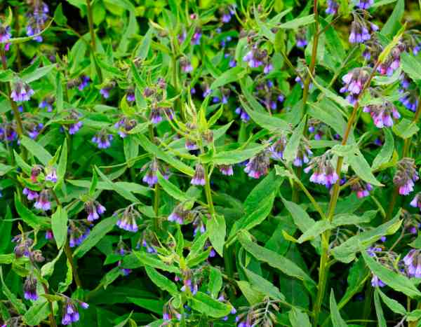 ¿Cómo lograr el cultivo de la consuelda?